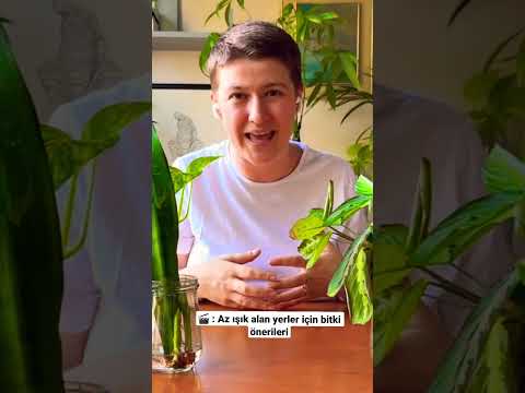 Video: Yatak Odası İçin Houseplants: Yatak Odası Hava Kalitesi İçin En İyi Bitkiler