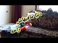 دنيا بجد مافيهاش راحه رضا رأفت الجمل 