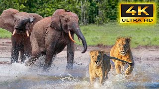 4K African Animals: Exploring Diverse Fascinating Wildlife Of Kakum National Park with Relax Music