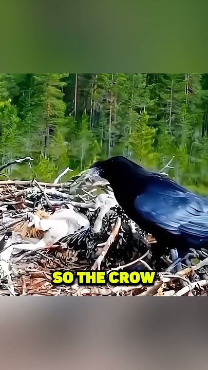 THE REVENGE OF AN EAGLE 🦅