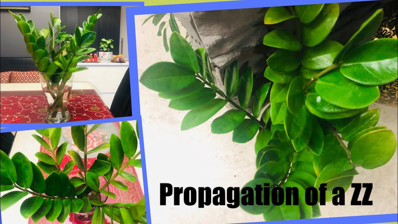 How to Propagate ZZ plant (Hindi) - YouTube