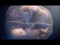 जन्म - Les jumeaux avant la naissance - Pachelbel 双子妊娠