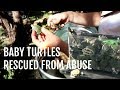 Baby Turtles Given a Second Chance (Turtle Rescue)