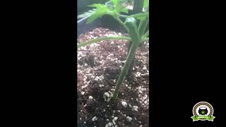 7-  Seguimiento marihuana LEC Criti 13: Moldeo lumínico en el cultivo