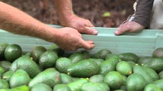 Avocado harvesting: The picker