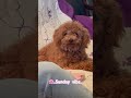 #puppy #petsrule #cutepet #friends #cutepuppy #toypoodle #petshub #puppy #cuteanimal #toypoodle