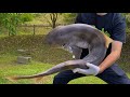キャンプ場でサメ捌いたら大変なことに.....