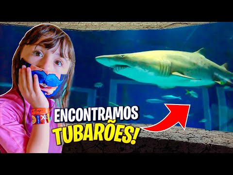 Vídeo: No México, Um Tubarão De 5 Milhões De Anos Emergiu Do Fundo De Um Rio - Visão Alternativa