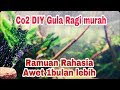 Co2 DIY Gula Ragi yang bisa awet sampai satu bulan lebih