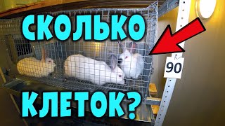 Сколько нужно клеток для кроликов?