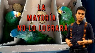 Las condiciones ASQUEROSAS en las que viven los pericos en México | Animales ILEGALES