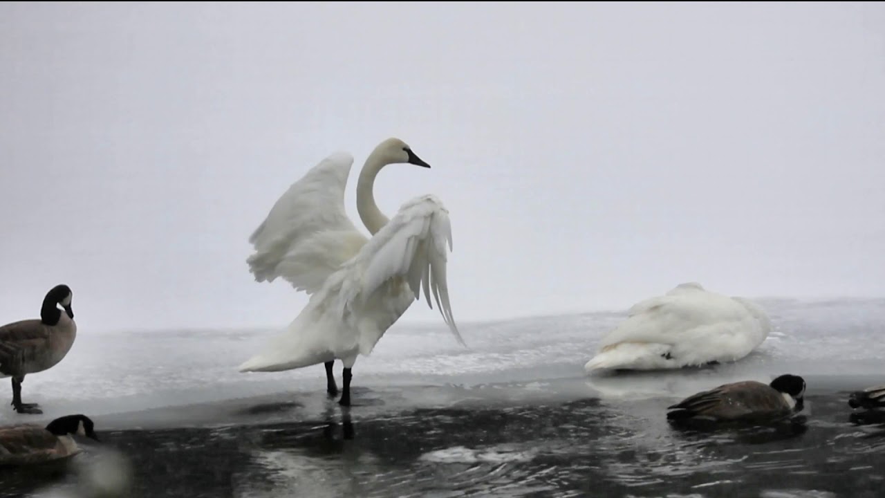 Winter in Yellowstone - YouTube