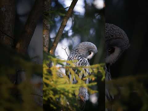 Видео: Бородатая неясыть #saintpetersburg #елагиностров #owl #сова #бородатаянеясыть