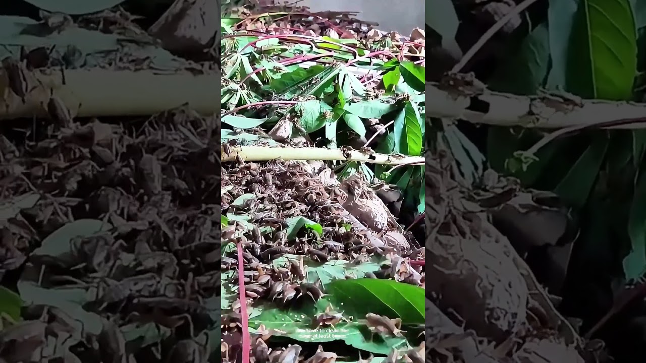 Raising Crickets Without Any Smell! 