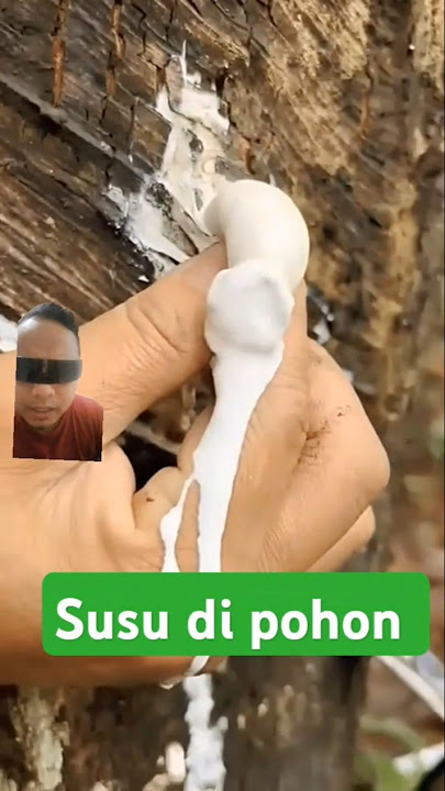 Bauknya sangat busuk #getah #karet #pohonkaret