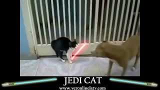 Jedi Cats Epic Lightsaber Duel