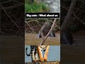 Crocodile vs Big Cats Fight 😮 #animalattack #crocodile #bigcats #tiger #viralshorts