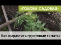 Голова садовая - Как вырастить грунтовые томаты