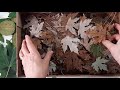 Заготовка листьев для экопринта