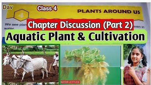 Dav Class 4 science chapter 4 Plants Around Us || Plant around us Class 4 Science Dav School.