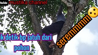 Seremmm,,,detik detik bp jatuh dari pohon