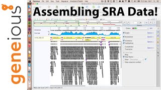 Blasting HiSeq data in Geneious to find mitochondrial reads (Part 4)