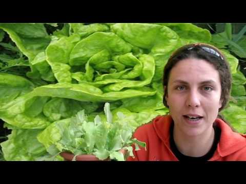Video: Šalát - Pestovanie A Starostlivosť