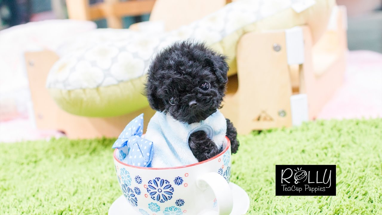 black teacup puppy