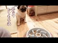 爆速早食い犬が早食い防止皿に挑んでみたら… パグ犬ぷぅPug