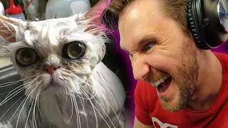 CATS ARE EVIL DONT BE FOOLED - SUNDAY FUNDAY