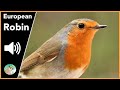 European Robin - Sounds