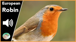 European Robin - Sounds