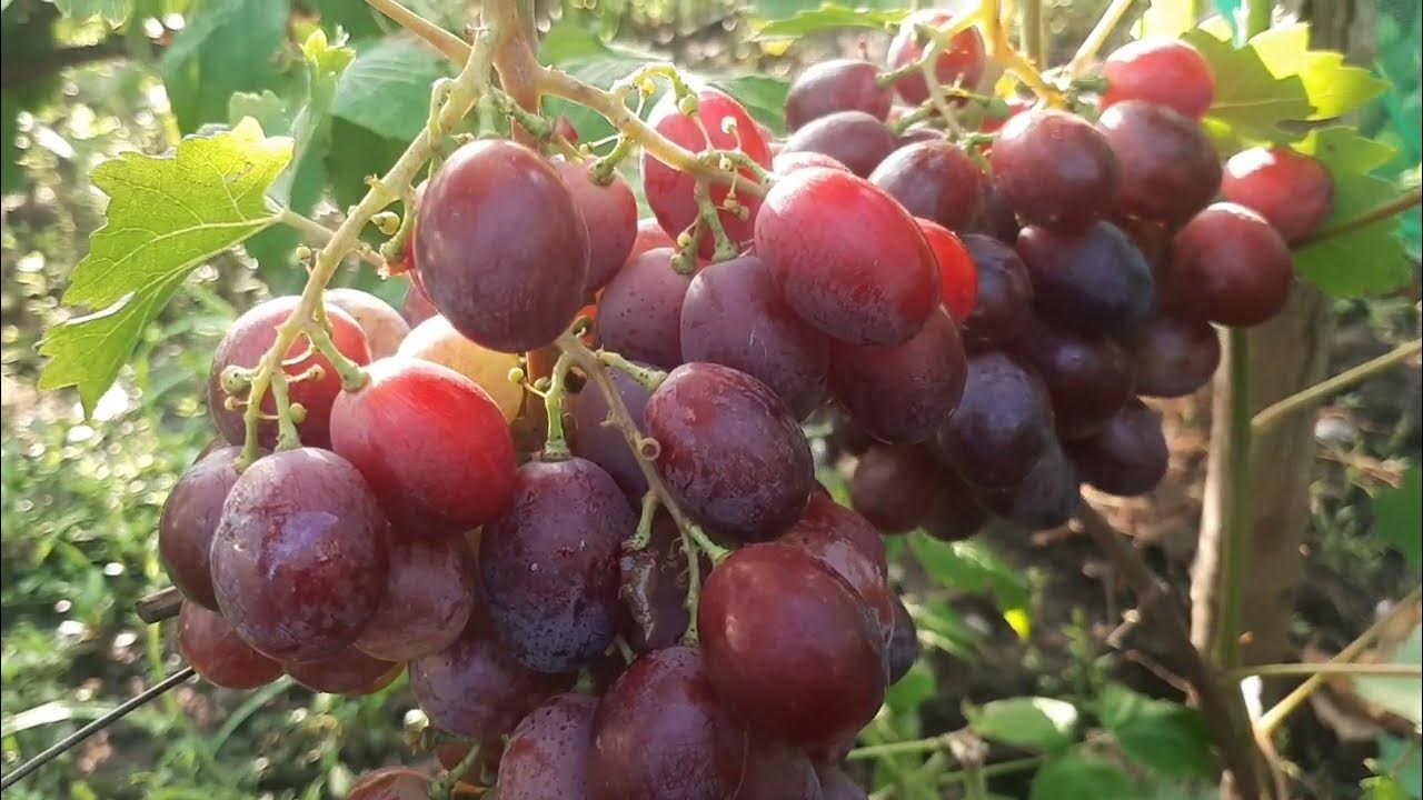 Г.Ф. винограда созревшие на 21.07.21 ( очень ранние) - YouTube