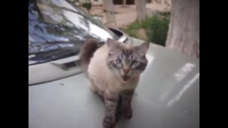 Кошки любят высоту.Кошка сидит на машине. Кошки любят высоту.Кошка сидит на машине.