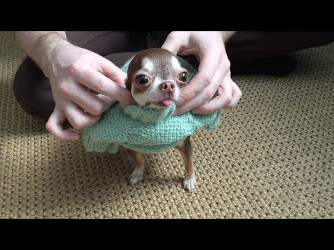 Video: Chihuahua: Značajke, Njega I Održavanje