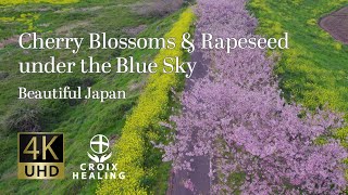 【Cherry Blossoms & Rapeseed】 Under the Blue Sky　Soothing Moments: BGM & BGV