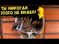 кормление птенца | feeding the chick