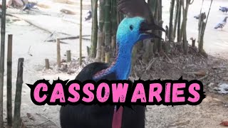 Cooldown with this compilation of CASSOWARIES by Cooldown Compilation 673 views 3 months ago 3 minutes, 42 seconds