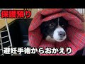 保護犬ボーダーコリー・避妊手術からおかえり❤︎【6-7日目】