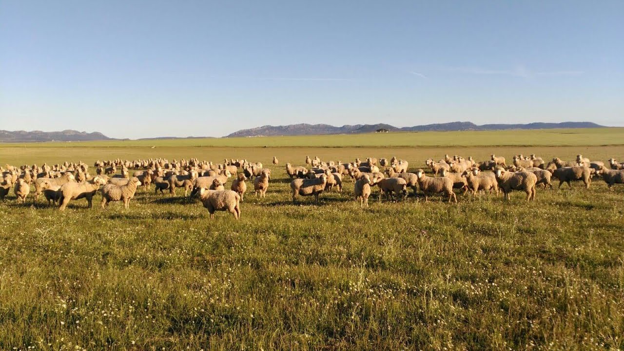 REFLEXIONES CAMPERAS sobre LA LANA, LA SERENA y LA CAPA DE LOS POTROS