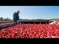 Cranberry study signals possible climate change resilience