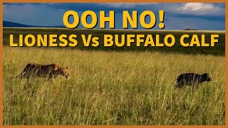 Lioness Takes Down A Weak Buffalo Calf // Wild Extracts