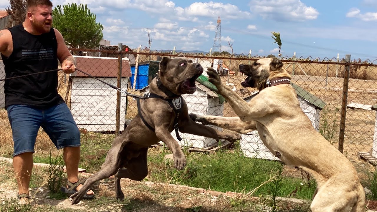 ОГРОМНЫЙ КАНЕ КОРСО АТАКУЕТ ОГРОМНОГО КАНГАЛА!