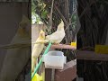 🪕🐤☘️ Birdies fun day 🪜🐥 #cockatoolove 🐥💛🧡
