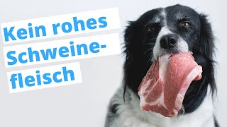 Dürfen Hunde Schweinefleisch Essen? Aujeszky Virus In Rohem Schweinefleisch Dogco.de