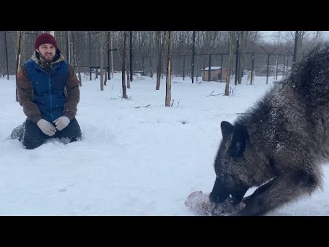 Налаживание контакта с Волками 🐺 Арктическая волчица пытается напасть ...