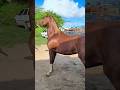 Animal top a venda na feira de cavalo 🐎 em Cachoeirinha PE