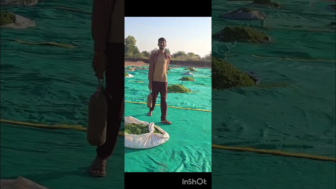 मोर ke द्वारा kiya gya nuksaan | Daily Vlog 