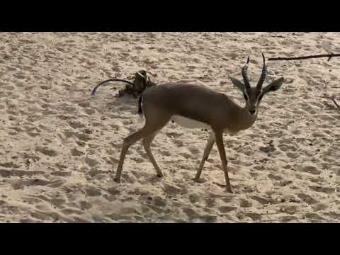 #Dubai #Dubaidesertsafari Dubai Desert Conservation Reserve | Gazelle eating.