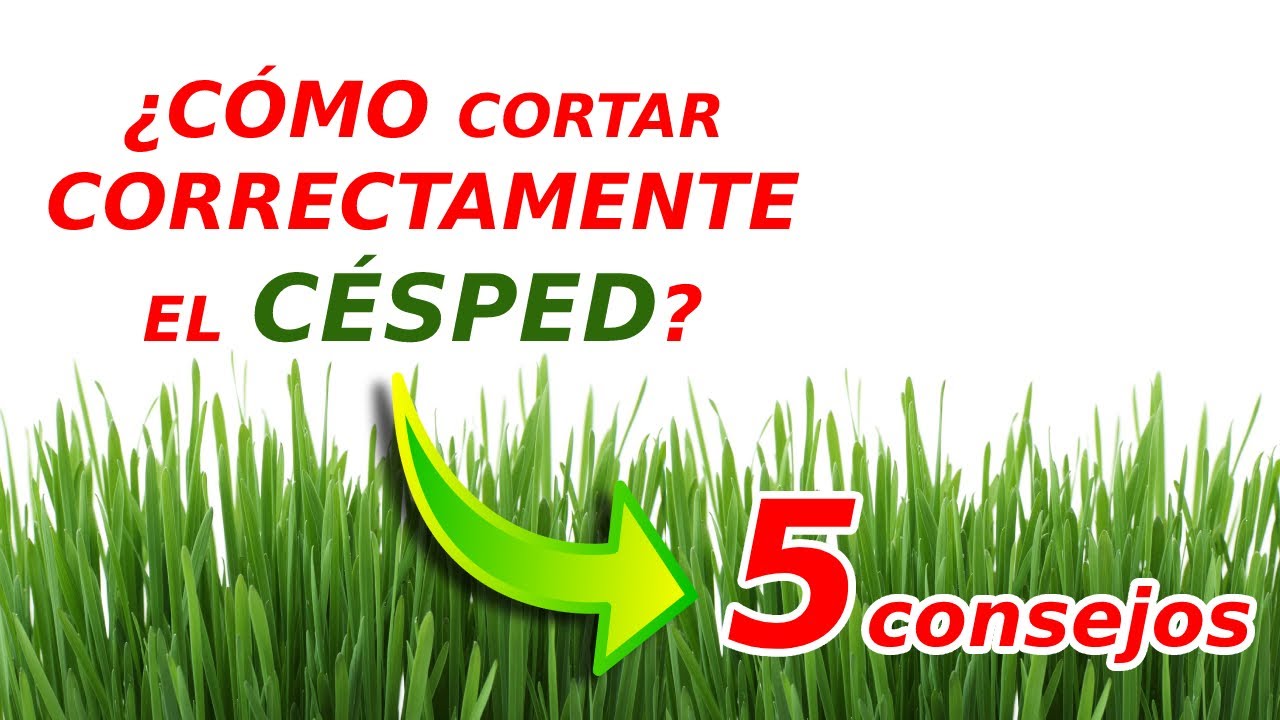 ⁣EMPIEZA A HACER ESTO y tendrás un CÉSPED PERFECTO